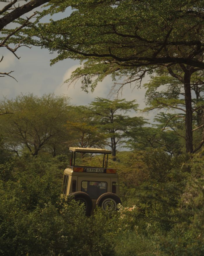 A safari jeep parked amidst a dense, green savannah with tall acacia trees under a cloudy sky.